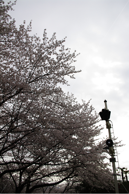 벚꽃,나무,신호등,하늘,구름,봄,꽃,봄,계절,spring,season,tree,plant,식물