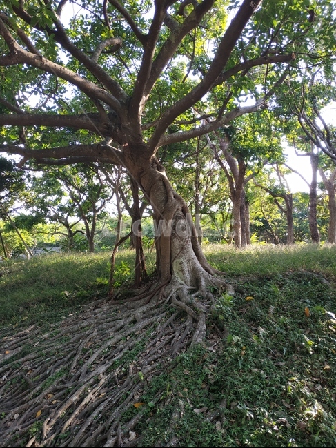 plant,식물,tree,나무,뿌리,여름,열대식물,식물,자연,plants,nature,나무,trees,wood