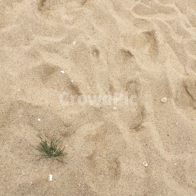 모래,풀,바다,모래사장,초록,해변,바다,beach,sea