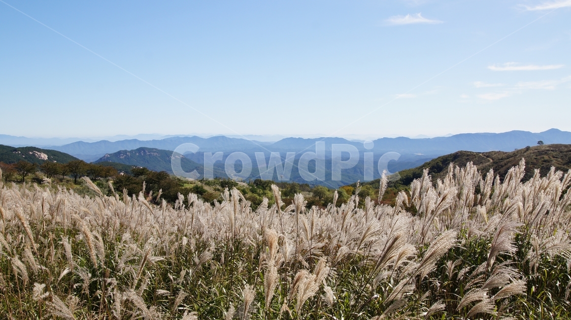 grass,plant,식물,lawn,잔디,억새풀,산정상,산,등산