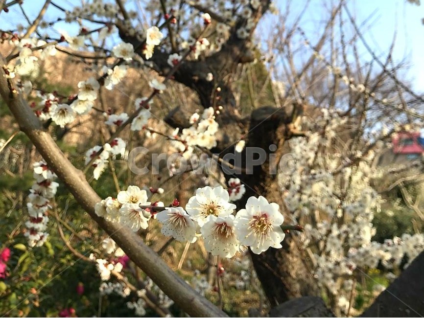 매화,꽃,나무,봄,flower,봄,계절,spring,season,식물,자연,plants,nature,꽃,flower,plant,blossom