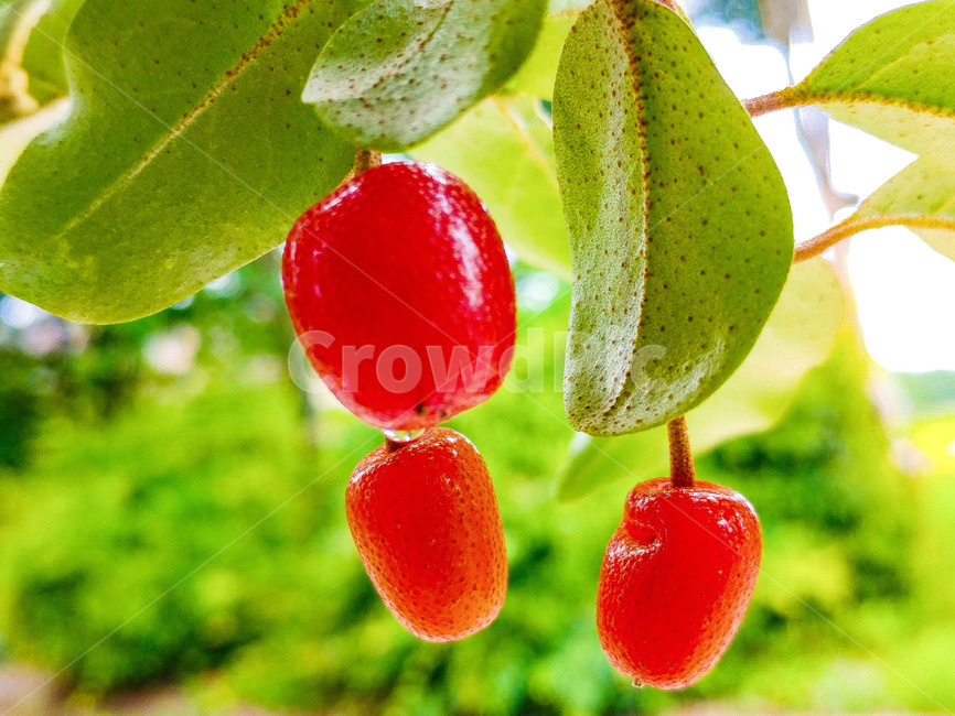 보리수,쌍떡잎식물,쐐기목,뽕나무과,상록교목,아슈바타,피팔라