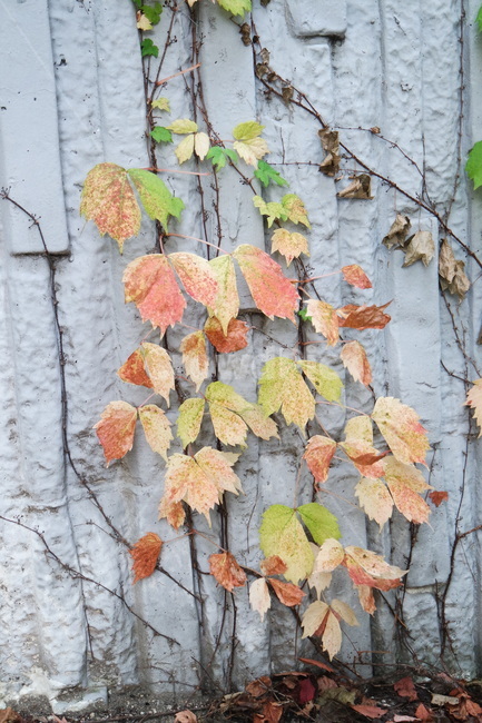 단풍,maple,식물,plant,leaf,잎,나무,넝쿨,벽,식물,자연,plants,nature