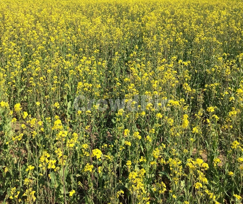 유채꽃,유채꽃밭,들판,노랑,노란색,yellow,field,들,plant,식물,nature,옥외,outdoors,자연,rural,countryside,농촌,봄,spring,꽃,꽃밭