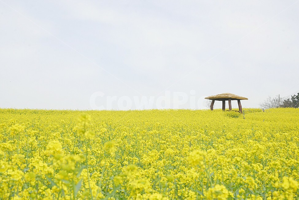 유채꽃,노란꽃,봄꽃,예쁜배경,하늘,봄,계절,spring,season,자연,풍경,nature,landscape,field,들,grassland,목초지,outdoors,옥외