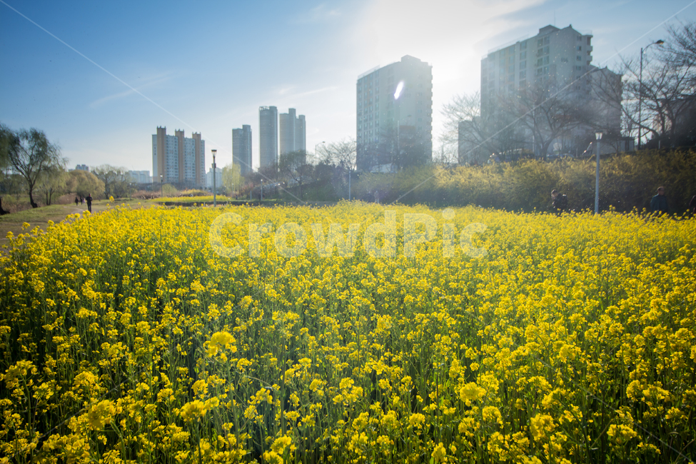 유채꽃,도심,꽃,flower,blossom,봄,봄꽃,spring,city,도시,downtown,field,들,자연,nature