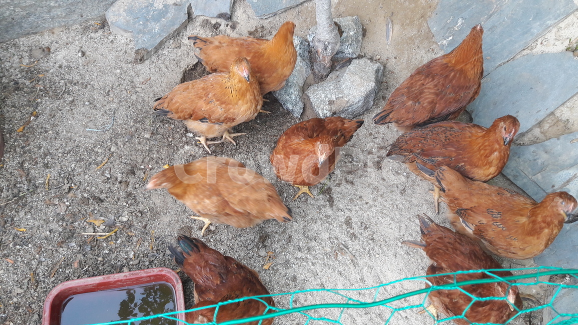 시골,닭,암탉,정겨움,닭장