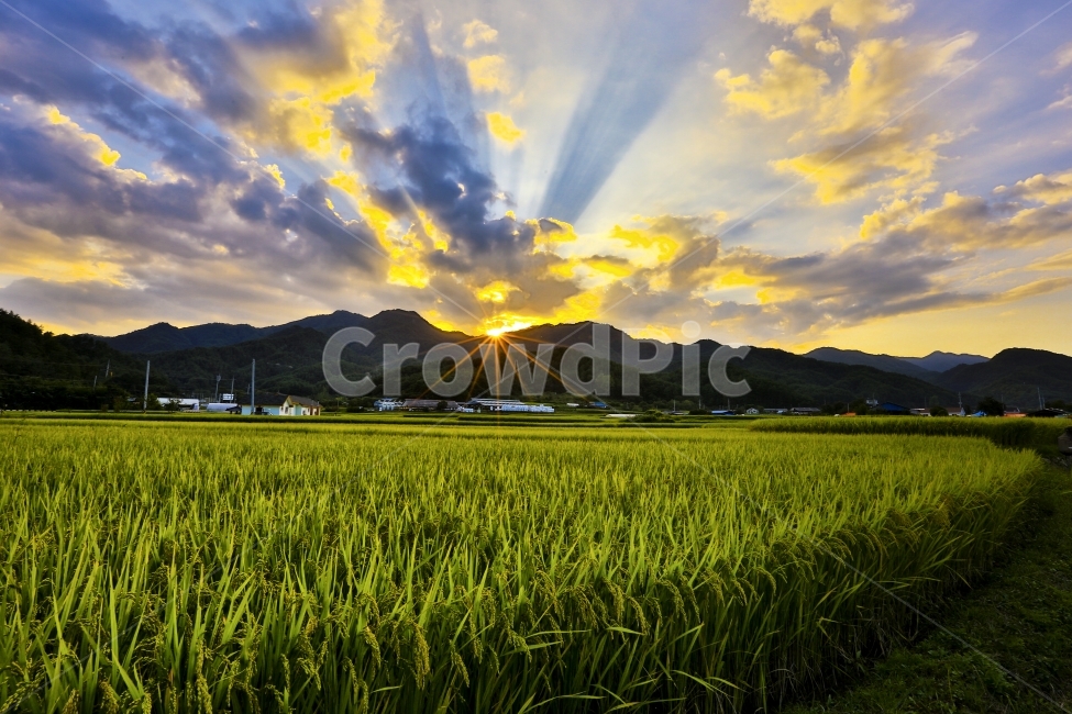 가을,자연,풍경사진,농촌,농사,벼,쌀,노을,빛,자연,풍경,nature,landscape,시골,마을,country,rural,town,grassland,목초지,field,들,outdoors,옥외,paddy field,패디 필드