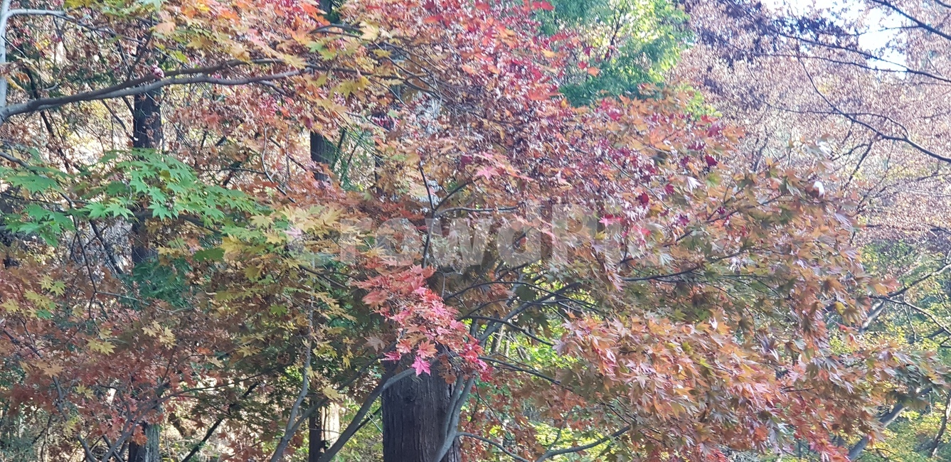 단풍,가을,단풍나무,나무가지,풍경,가을풍경,식물,자연,초록,연두,갈색,plant,tree,나무