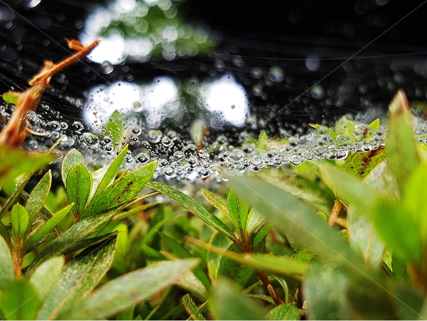 물방울,물,수분,식물,거미줄,식물,자연,plants,nature