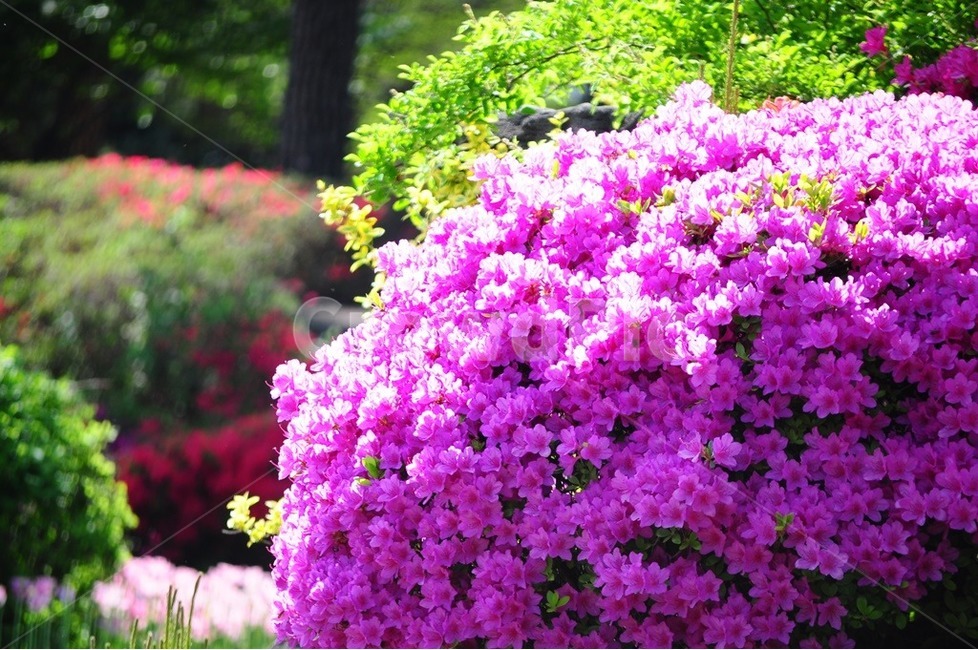 철쭉,벽초지,분홍철쭉,진달래,분재,봄,계절,spring,season,식물,자연,plants,nature,꽃,flower,plant,blossom,geranium,제라늄