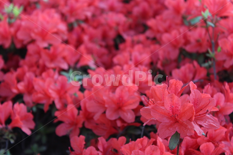 꽃,철쭉,야생화,길꽃,진달래,봄,계절,spring,season,식물,자연,plants,nature,꽃,flower,geranium,제라늄,blossom,plant