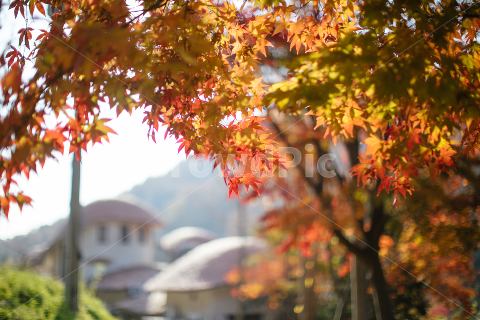 낙엽,햇살,단풍,나무,가을,식물,maple,tree,autumn,plant,가을,계절,fall,autumn,season