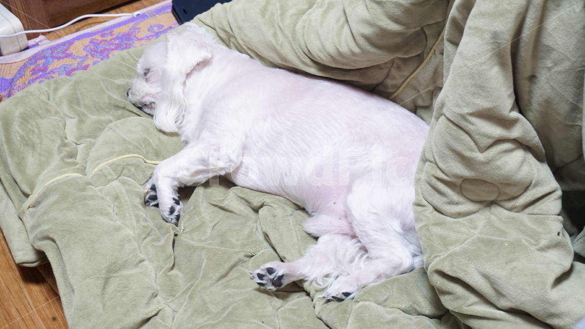 개,강아지,말티즈,마르티스,동물,댕댕이,애니멀,animal,말티스,마르티즈,pet,dog,nature,자연,동물보호,동물,animal,포유류,mammal,개,강아지,dog,doggy