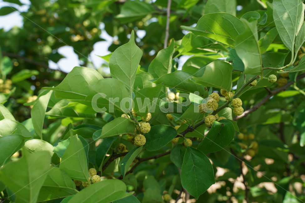 Cudrania fruit,deciduous tree,Fruit,tree,Kujippong,nettle,Moraceae,dicotyledonous plant class