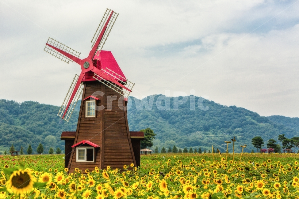 남지,해바라기,창녕남지,판매,천일홍,자연,풍경,nature,landscape,한국자연풍경,한국자연경관,korea nature landscape,색깔,색상,색채,색감,color sense,color sensitivity,feeling of color