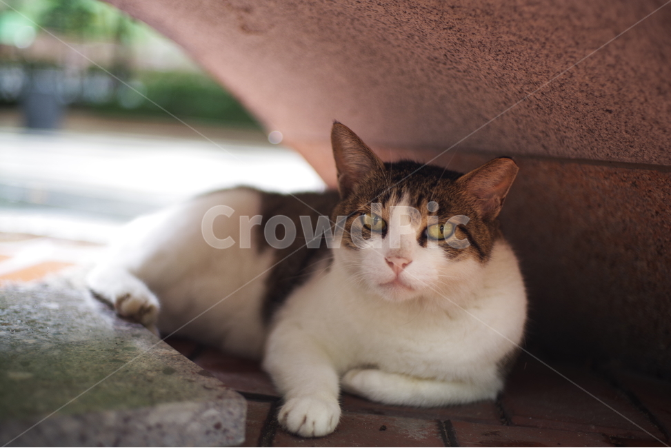 고양이,길고양이,길냥이,동물,야생동물,야생,자연,생물,귀여움,포유류,생명,애완동물,cat,kitty,kitten,cute,lovely,adorable,pet,animal,wild,wildlife,wildanimal,street,streetcat,stray,straycat,동물,animal,포유류,mammal,고양이,cat,kitten,kitty
