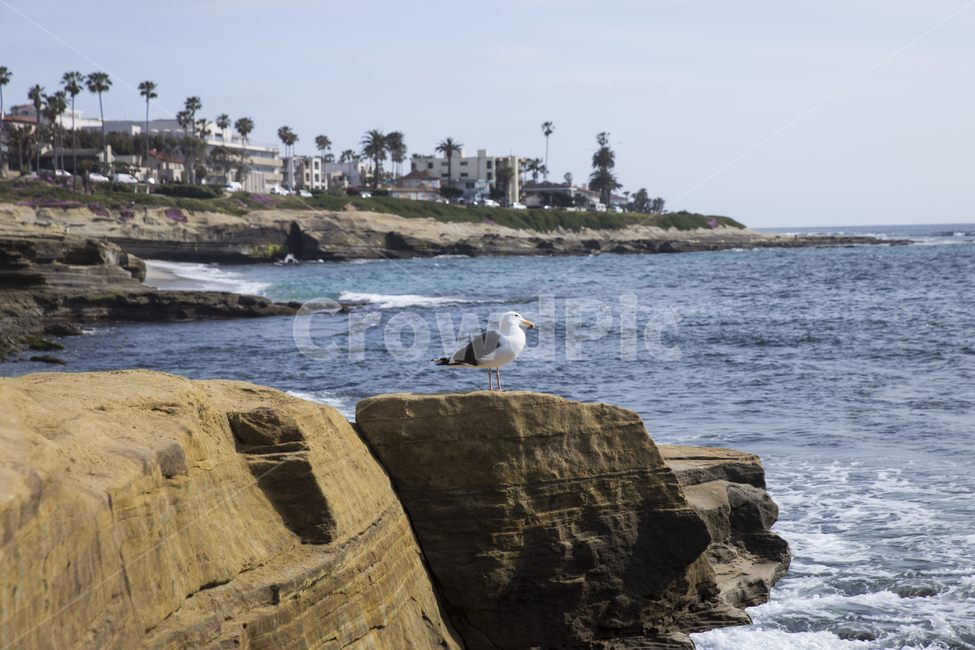 바다,비치,라호야코브,미국,캘리포니아,샌디에고,sandiego,usa,beach,sea,푸른,파란,파랑,물,돌,암석,lajollacove,조류,새