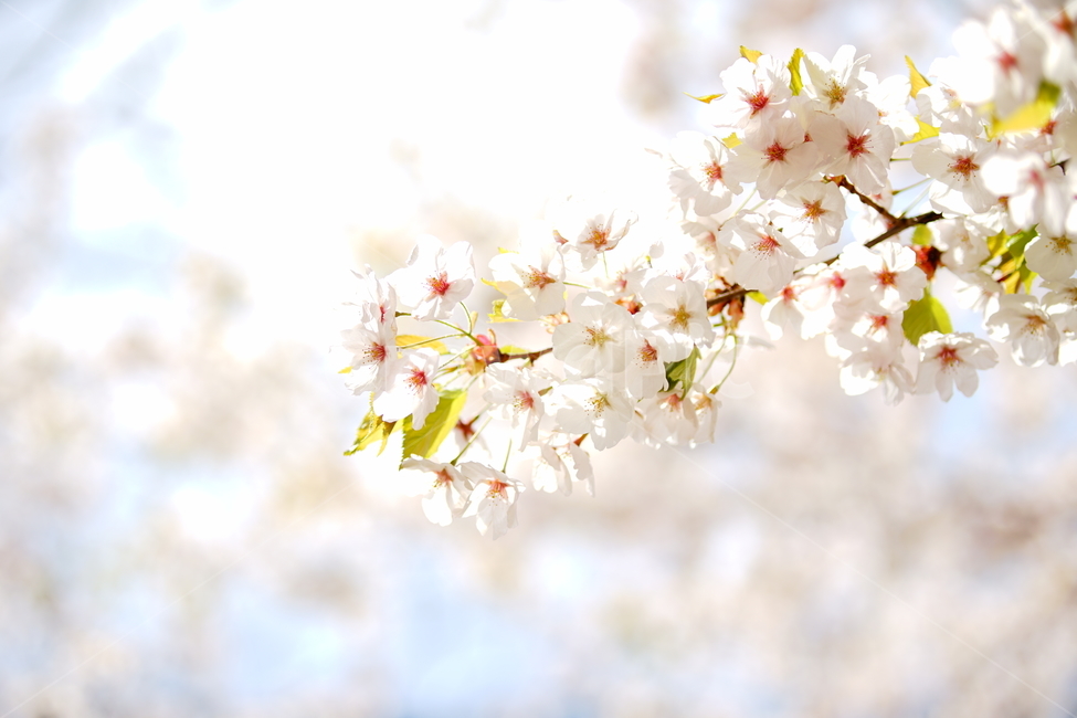 벗꽃,벗꽃놀이,흰꽃,식물,감성사진,꽃사진,힐링,평온,봄,계절,spring,season,식물,자연,plants,nature,꽃,flower,휴식,힐링,rest,relaxation,healing,plant