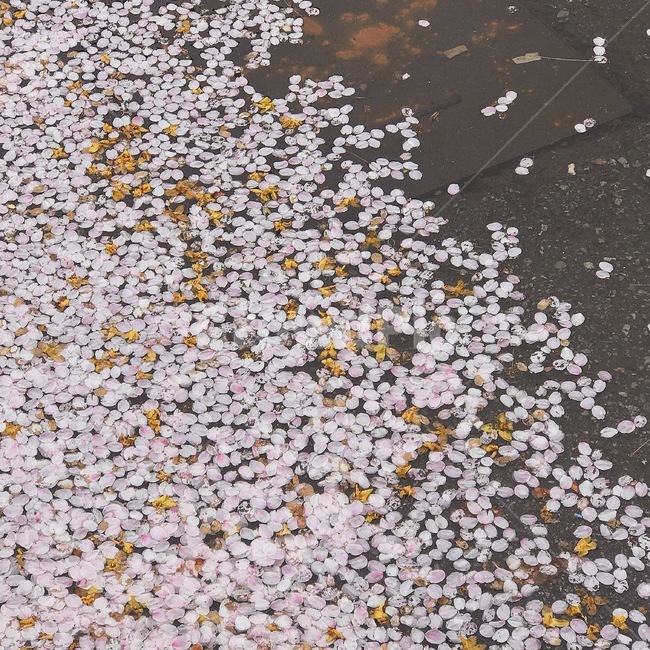 벚꽃,분홍,감성사진,노랑,흰색,길거리