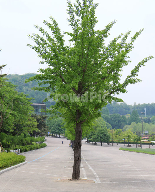 나무,주차장,공원주차장,곧은나무,키큰나무