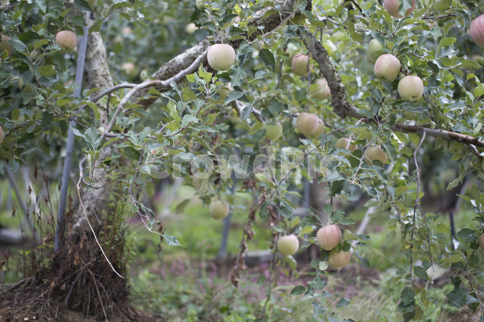 사과,과수원,과일,열매,사과나무,나무,과일,열매,fruit
