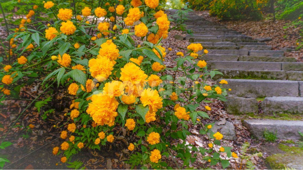 노란꽃,노랑노랑,색감,꽃,정원,식물,자연,초록,yellow,color,flower,garden,plant,nature,green,greenery,식물,자연,plants,nature,꽃,flower