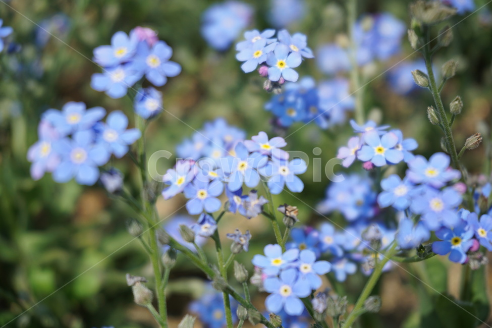 물망초,꽃,꽃말,자연,봄꽃,봄,봄,계절,spring,season,식물,자연,plants,nature,꽃,flower,plant,blossom,geranium,제라늄,petal,꽃잎,anemone,아네모네