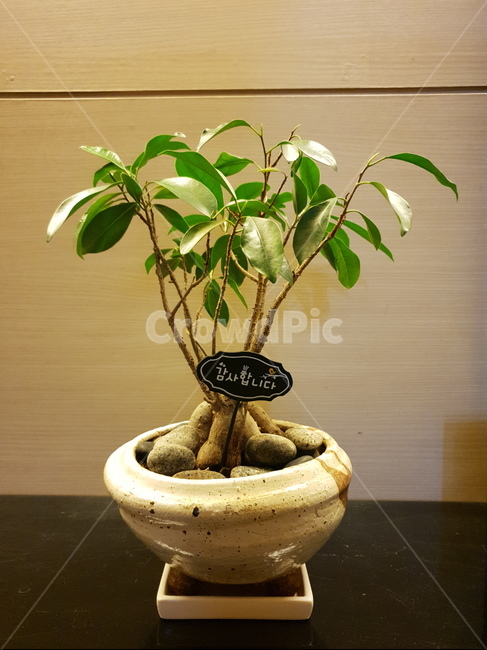 벤자민,인삼벤자민,화분,식물,초록이,식물,자연,plants,nature,실내용화초,화분,화초,house plant