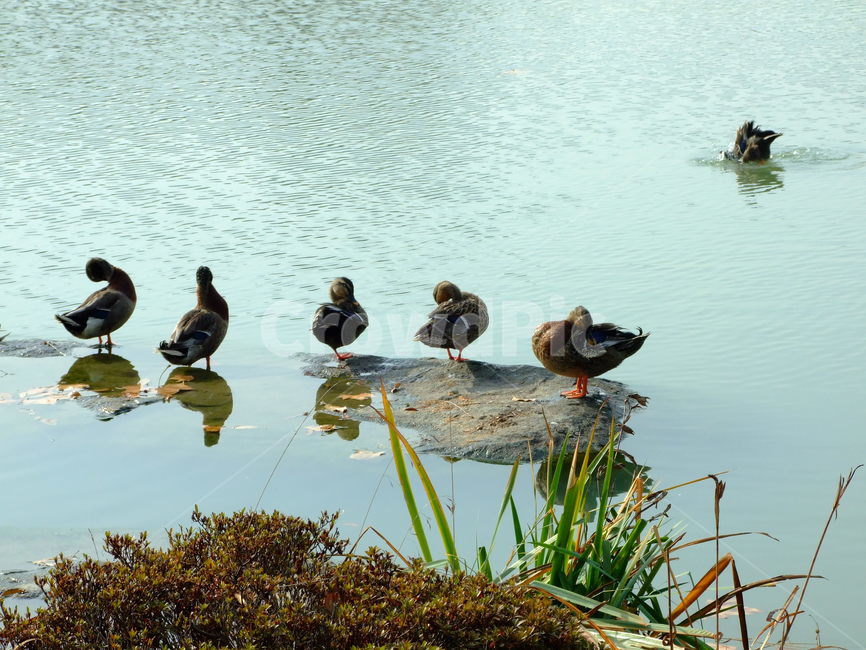 오리,물오리,호수,풍경,시골,동물,animal,조류,새,birds