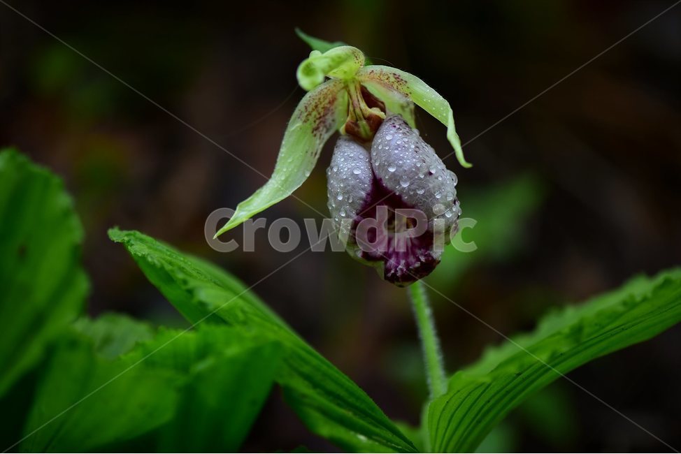 광릉요강꽃,멸종위기,난초과,복주머니란속,야생화,1급,희귀,봄,꽃,plant,wild,flower,자연,생태,식생,풀꽃,식물,식물,자연,plants,nature,꽃,flower