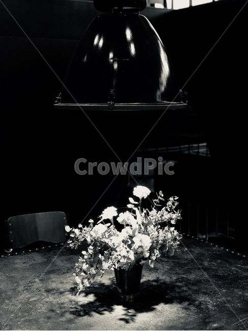 꽃,흑백,그림자,빛,전등,꽃병,꽃,flower,실내용화초,화분,화초,house plant,흑백,모노톤,monochrome,black and white,인테리어,실내디자인,interior design