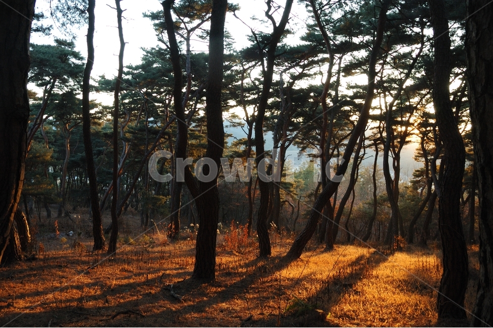 송,소나무,자연,힐링,겨울소나무,식물,자연,plants,nature,나무,trees,wood