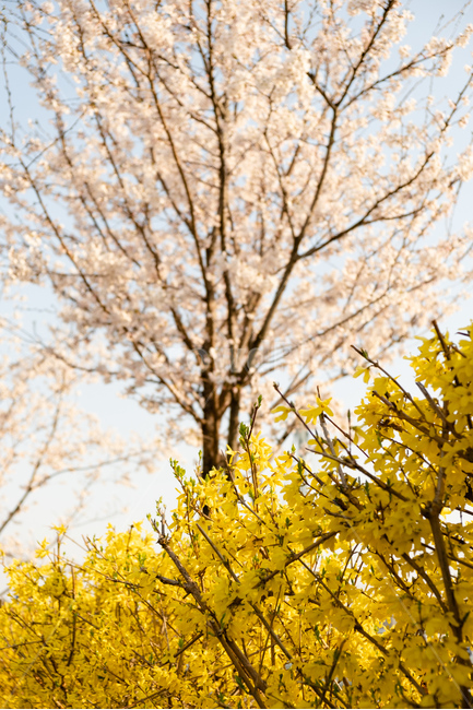 벚꽃,벚꽃나무,개나리,봄,감성사진,꽃,flower,봄,계절,spring,season,식물,자연,plants,nature,꽃,flower,plant,tree,나무