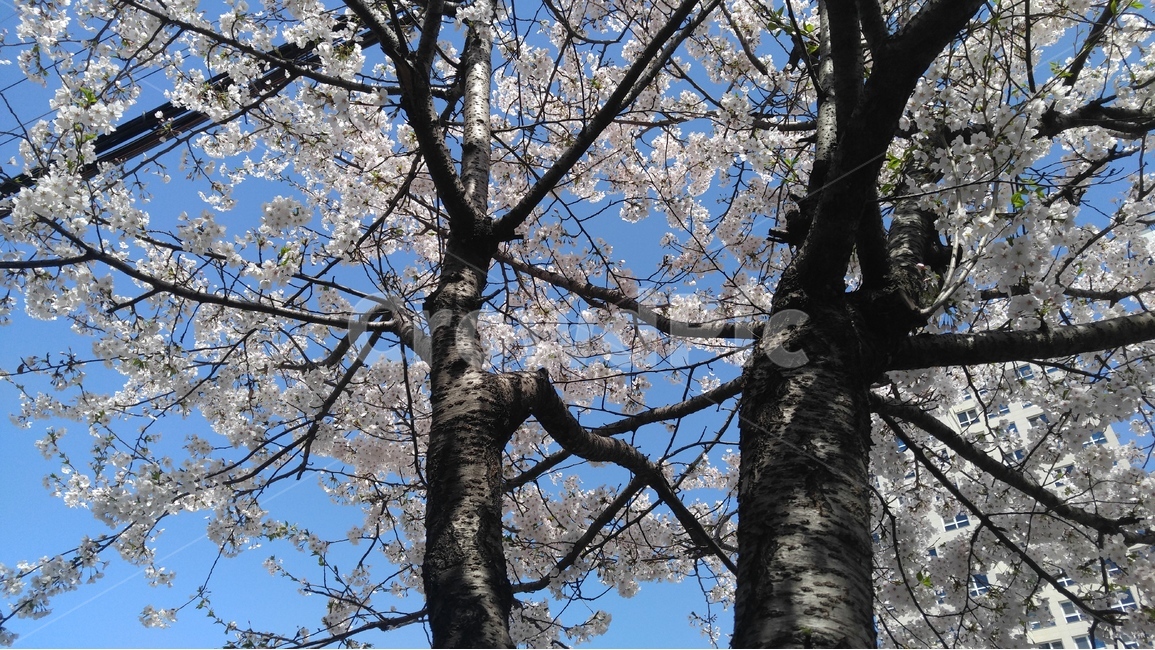 봄,벚꽃,나무,봄꽃,봄나무,봄하늘,하늘,풍경,자연,봄,계절,spring,season,식물,자연,plants,nature,꽃,flower,나무,trees,wood,plant,tree trunk,나무 줄기,tree