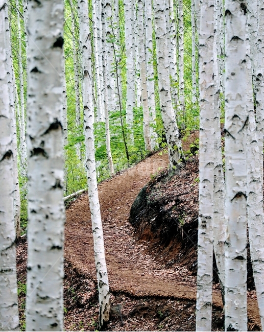 자작나무,봄,풍경,강원도,인제,자연,풍경,nature,landscape,식물,plants,나무,trees,wood,tree,plant,birch,자작 나무