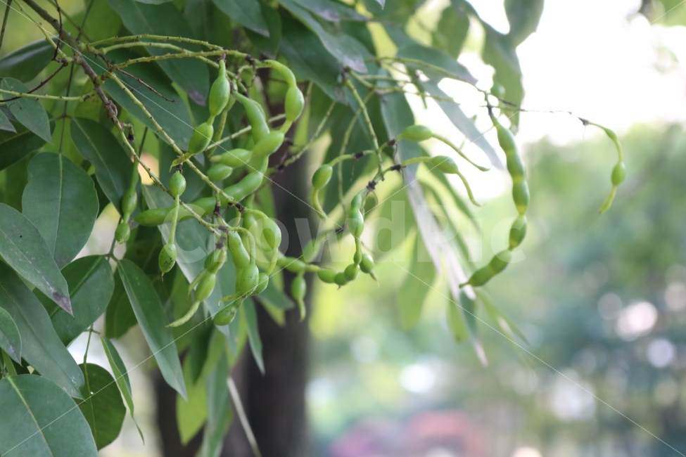 자연,힐링,완두콩,풍경,감성,식물,자연,plants,nature,음식,식재료,요리,food,cook,meal,dishes,food reserves