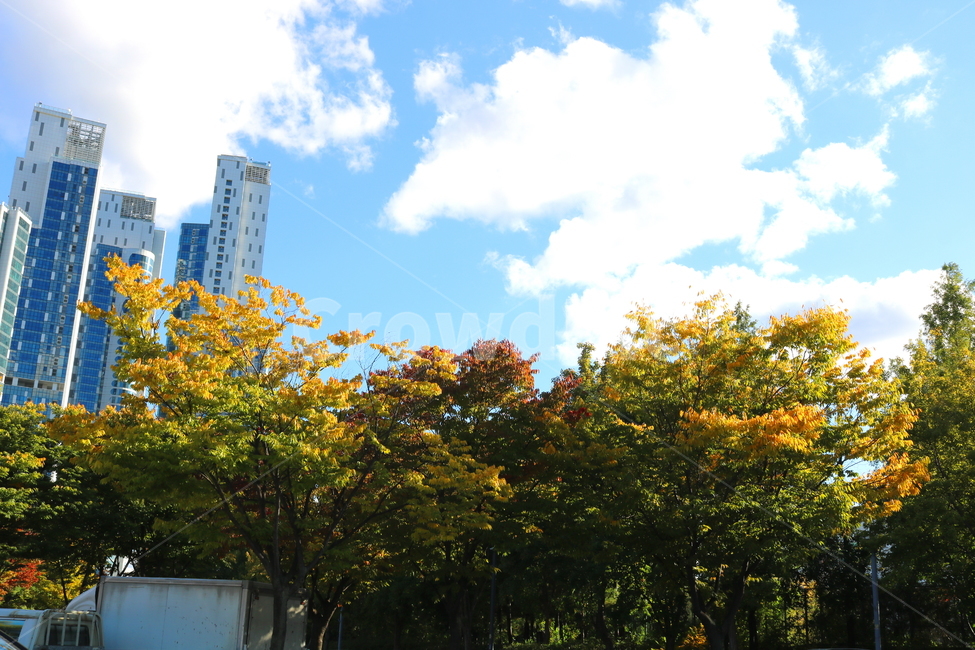 나무,단풍,식물,자연,풍경,가을,느티나무,하늘,가을,계절,fall,autumn,season,도시,풍경,city,landscape,한국도시풍경,한국도시경관,korea cityscape