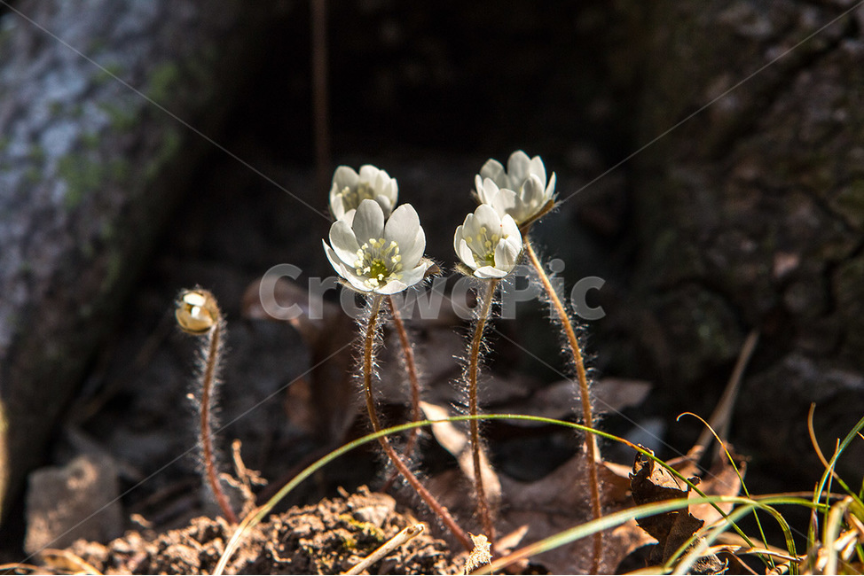 봄,들꽃,꽃,노루귀,흰꽃,영흥도,야생화,식물,자연,plants,nature,꽃,flower