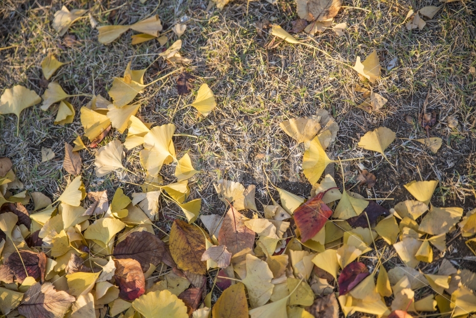 가을,풍경,나무,단풍,낙옆,가을,계절,fall,autumn,season,식물,자연,plants,nature,leaf,잎,plant