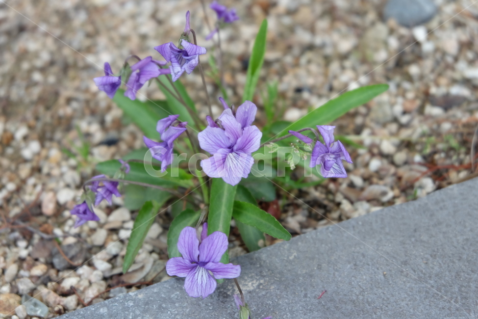 plant,식물,geranium,제라늄,flower,blossom,꽃,식물,자연,plants,nature,꽃,flower