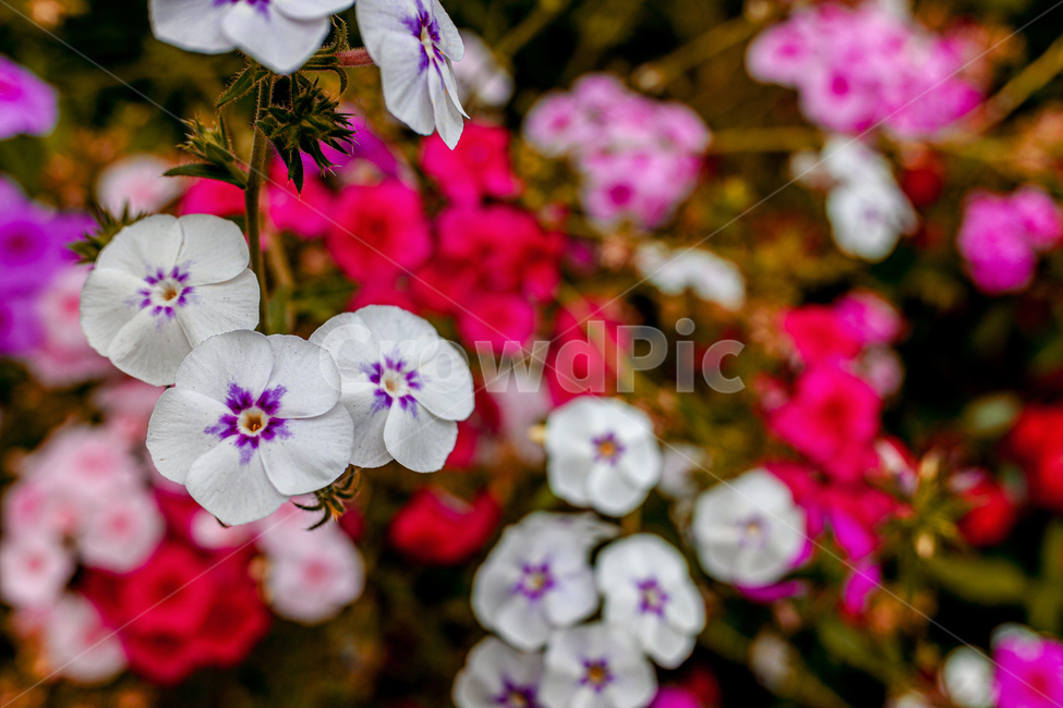 꽃,식물,야생화,정원,자연,flower,botanic,colorful,nature