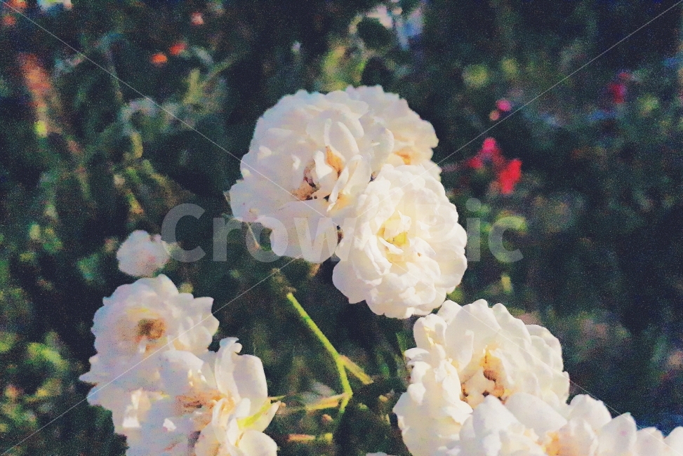 꽃,식물,생화,노이즈,화단,식물,자연,plants,nature,꽃,flower,감성,sensible,feeling
