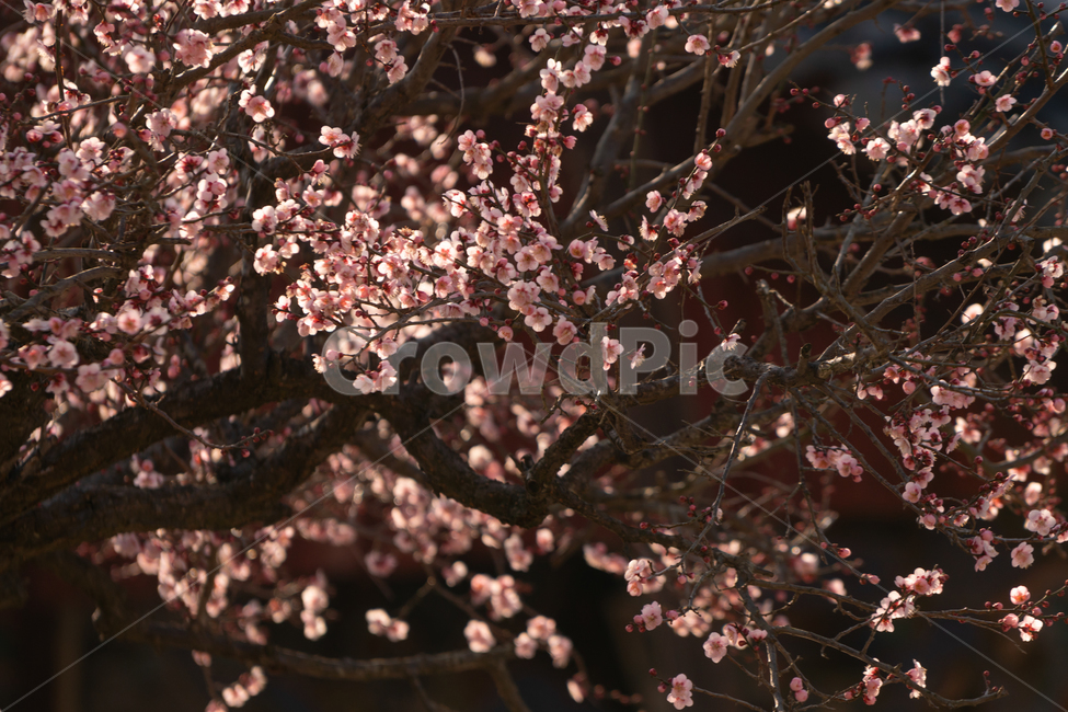 봄,꽃,봄꽃,매화,나무,봄,계절,spring,season,식물,자연,plants,nature,꽃,flower,plant,cherry blossom,벚꽃,blossom