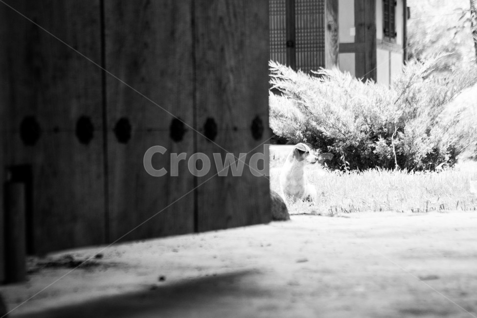 시골,강아지,개,동물,반려동물,집,country,dog,doggy,animal,house,흑백,blackandwhite,한국전통,한국문화,korean traditional,korean culture,동물,animal,개,강아지,dog,doggy,흑백,모노톤,monochrome,black and white