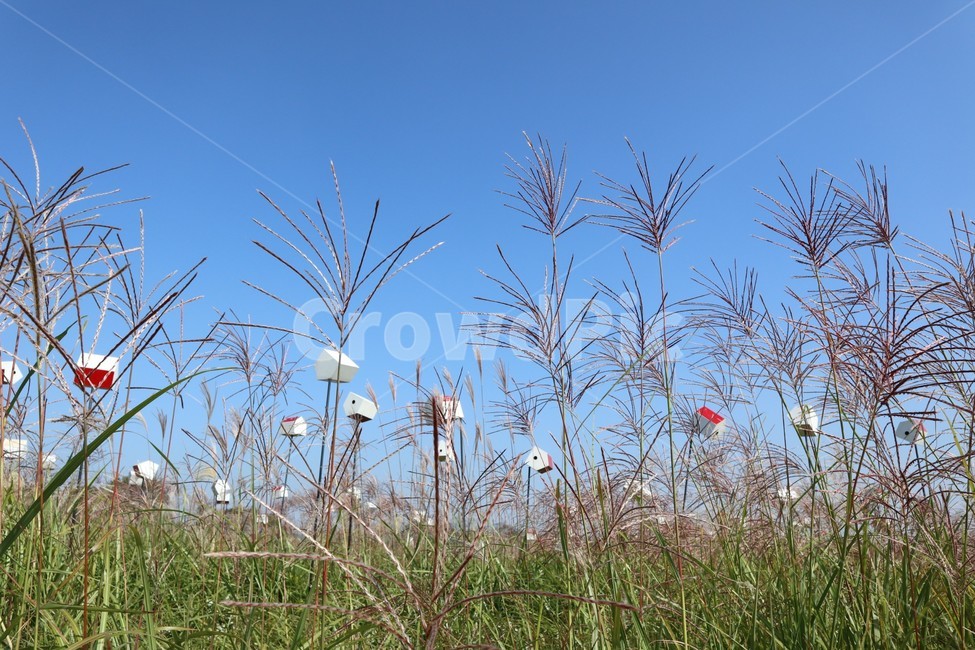 하늘공원,갈대,풍경,가을,식물,잔디,plant,grass,lawn,공원,억새,reed,나무,새집,새,하늘색,갈대나무