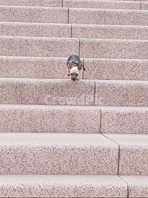 강아지,애완동물,요크셔테리어,요키,낮잠,산책,동물,animal,포유류,mammal,개,강아지,dog,doggy