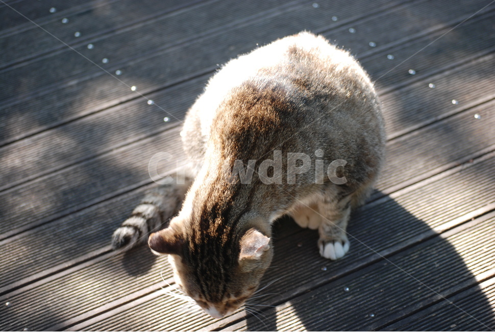 고양이,cat,동물,animal,평화로움,동물,animal,고양이,cat,kitten,kitty