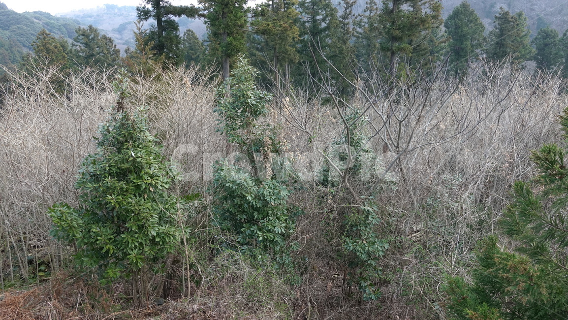 제주도,거문오름,오름,자연,nature,숲,forest,수풀,나무,tree,jeju,jejuisland,green,비자림,서거문이오름,제주