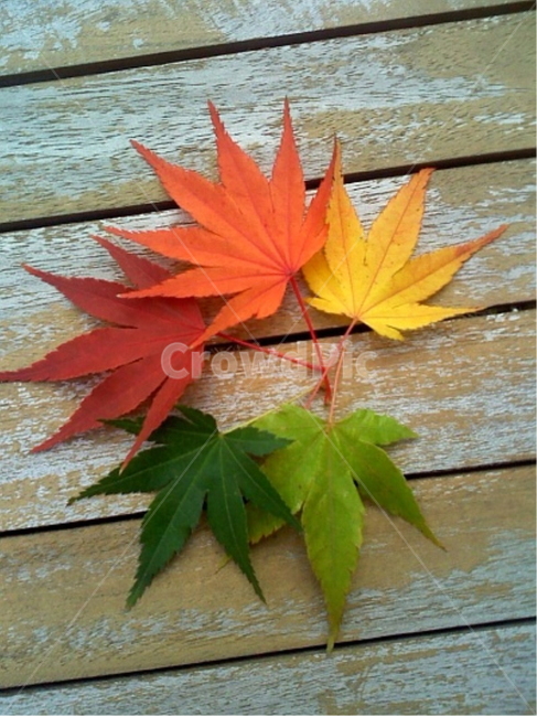 단풍,단풍잎,가을,계절,maple,mapleleaf,fall,season